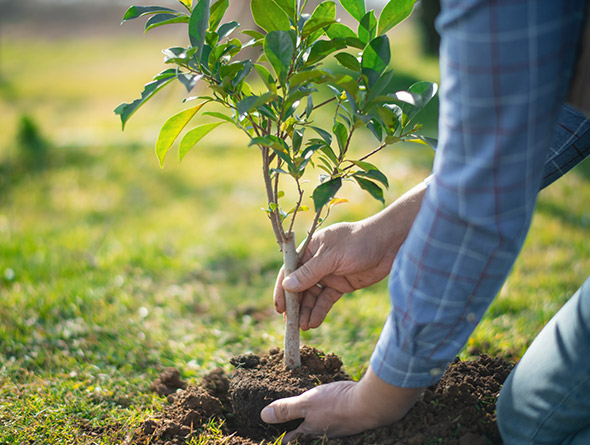 man planting a tree