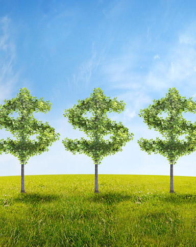 money trees