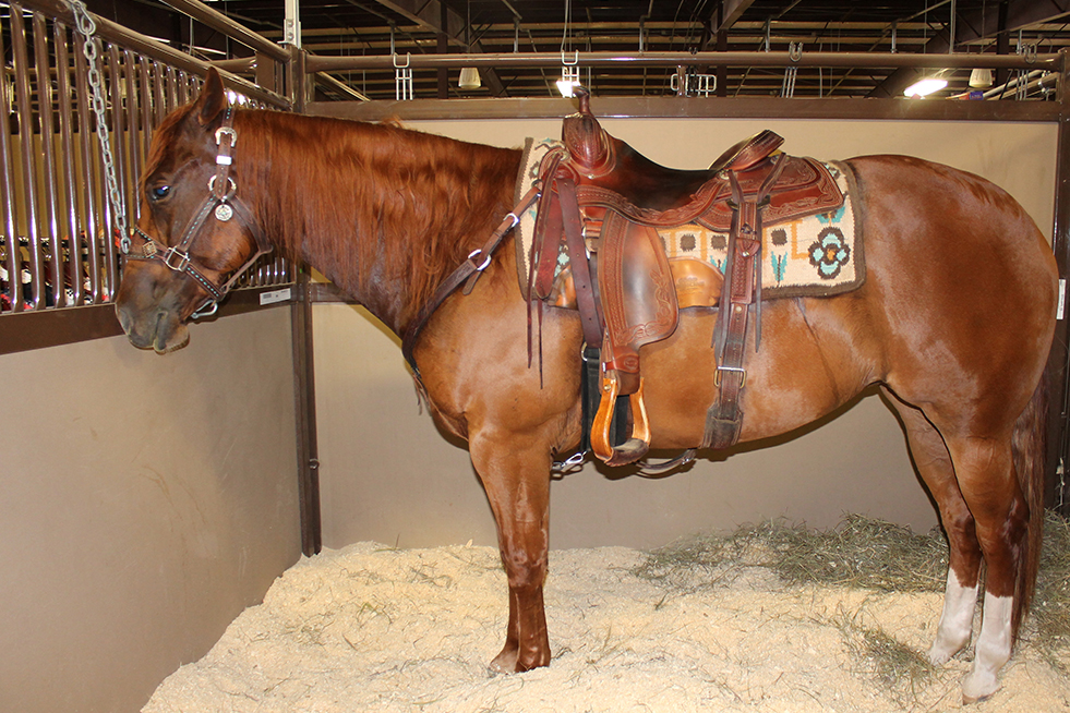A horse at the Equestrian Pavilion at Kansas Star