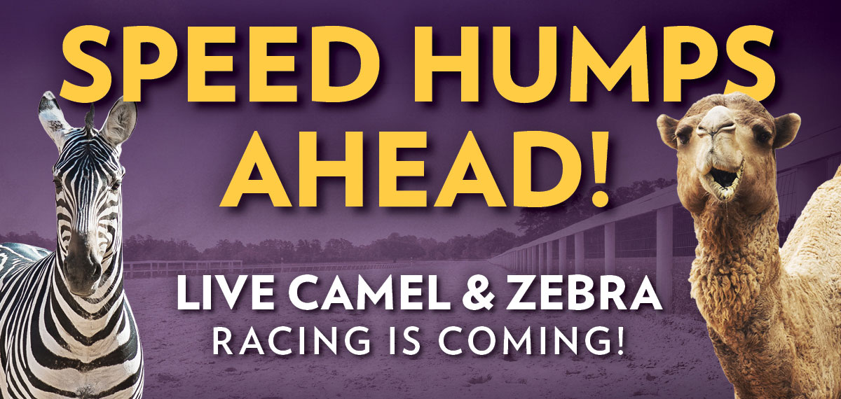 Live Camel & Zebra Racing