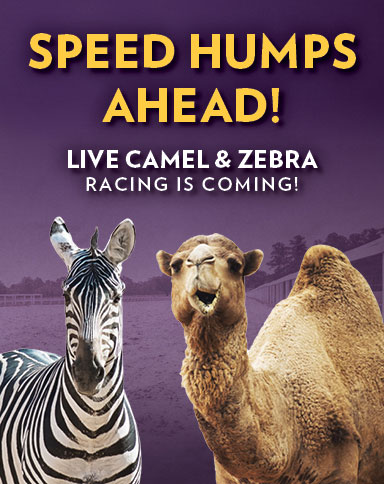 Live Camel & Zebra Racing
