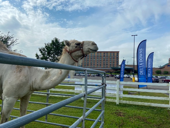 camel at the racetrack