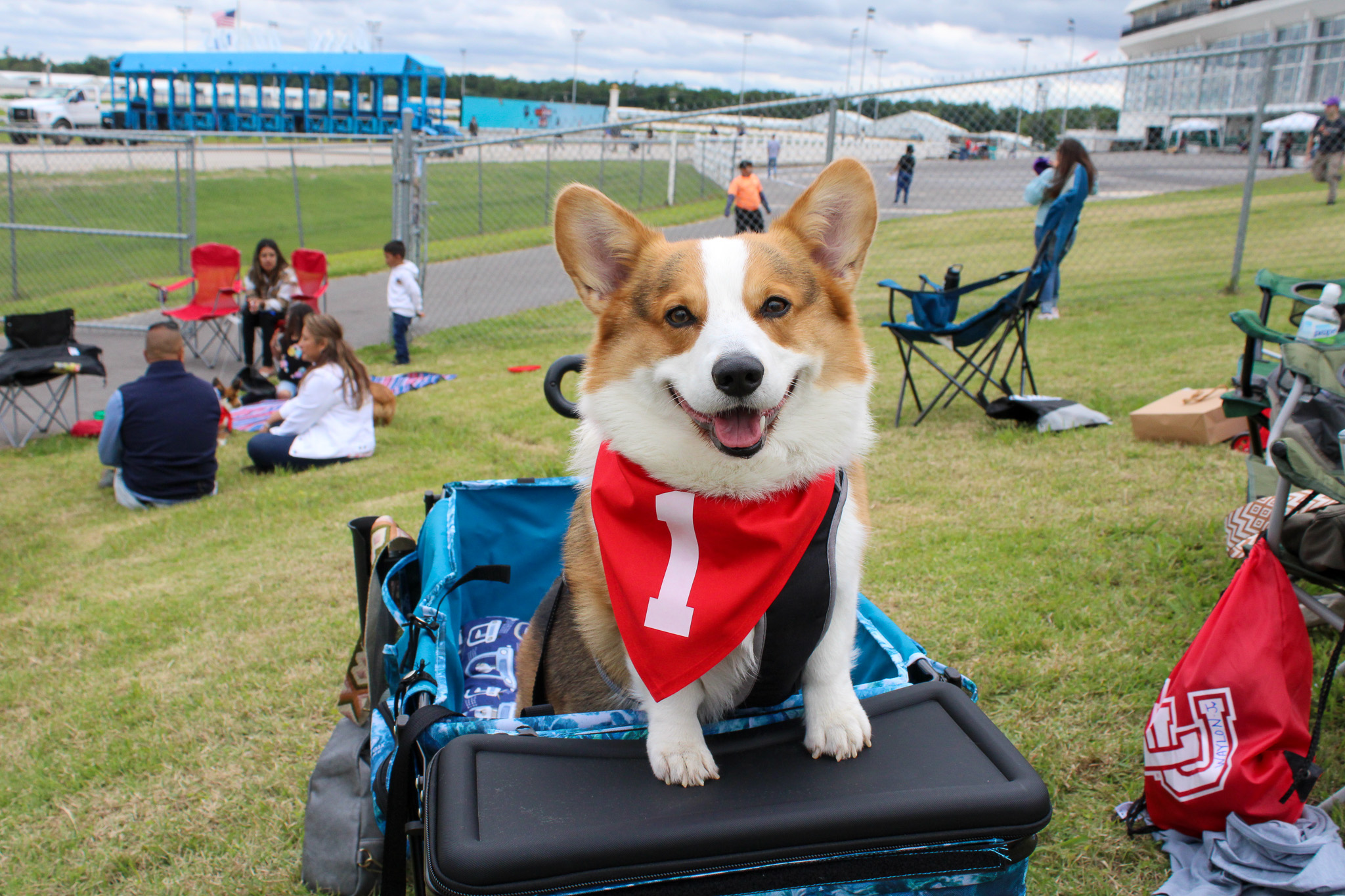corgi races
