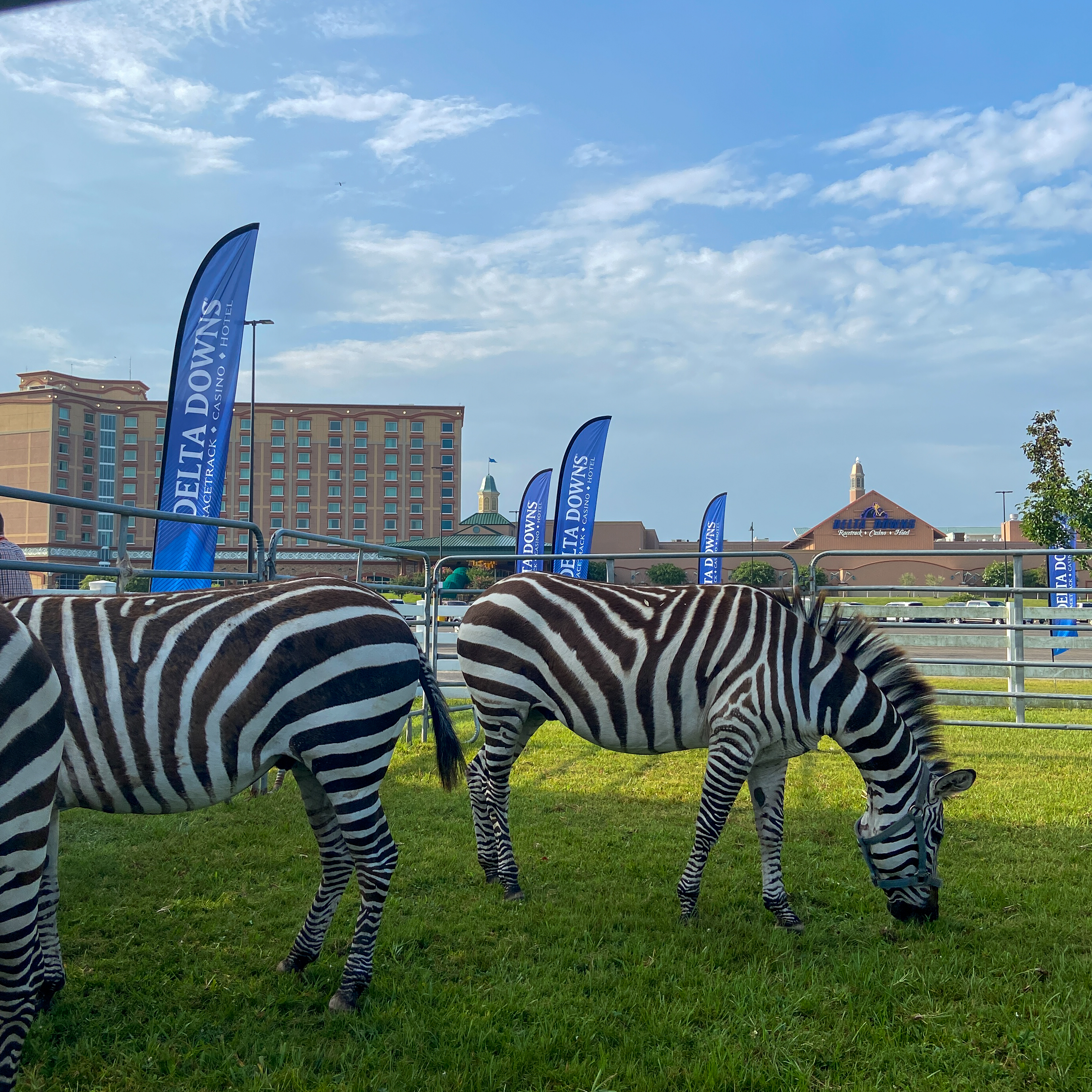 zebras eating grass